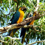 Araras Canindé na cidade de Alto Araguaia no Mato Grosso