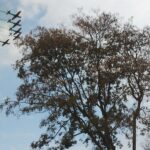 Desfile cívico-militar do 7 de setembro em Brasília, marcou os 204 anos da Independência do Brasil